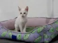 Legolas