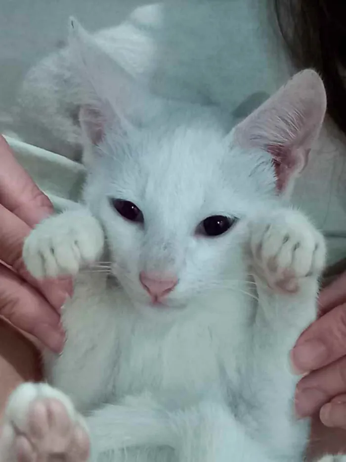 Gato raça Srd idade 2 a 6 meses nome Legolas