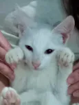 Legolas