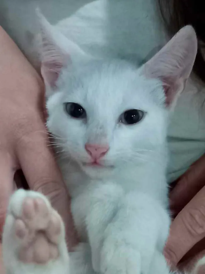 Gato raça Srd idade 2 a 6 meses nome Legolas