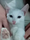 Legolas