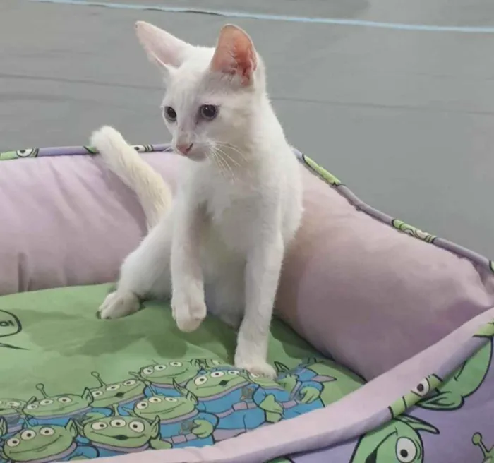Gato raça Srd idade 2 a 6 meses nome Legolas