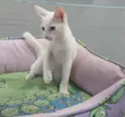 Legolas