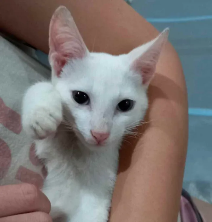 Gato raça Srd idade 2 a 6 meses nome Legolas