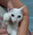 Legolas