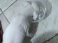 Nego e nega