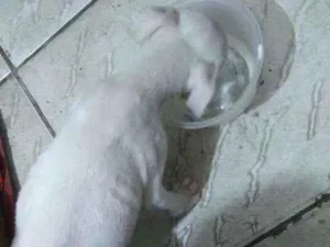Cachorro raça Pitbull mestiço  idade 2 a 6 meses nome Nego e nega