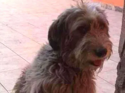 Cachorro raça Srd idade 7 a 11 meses nome Spack