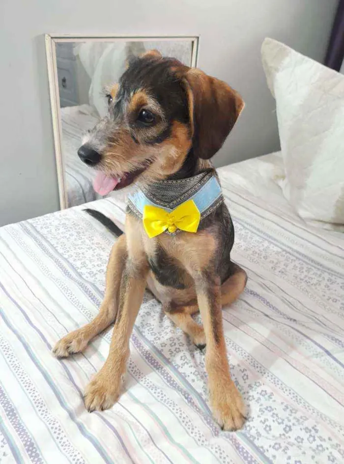 Cachorro ra a Srd idade 2 a 6 meses nome Bruce