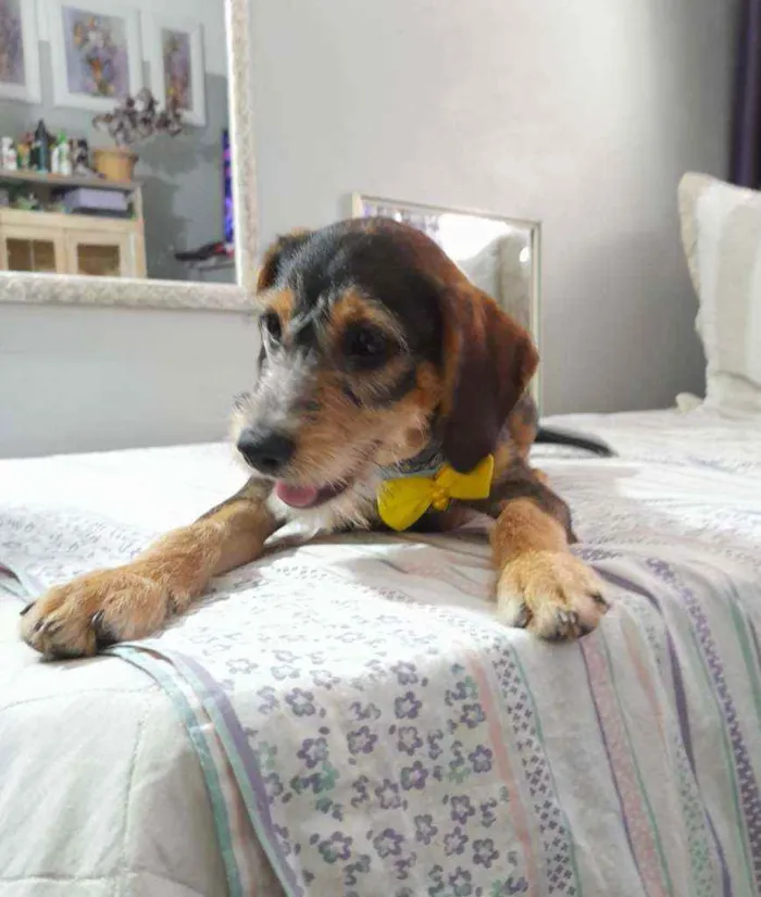 Cachorro ra a Srd idade 2 a 6 meses nome Bruce