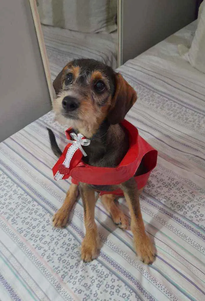 Cachorro ra a Srd idade 2 a 6 meses nome Bruce