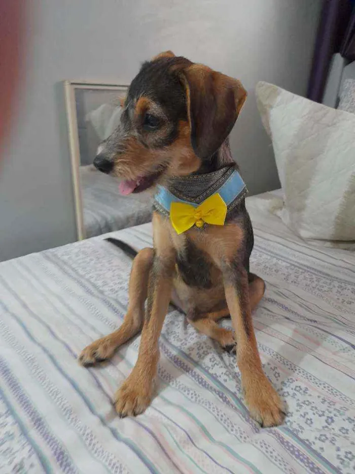 Cachorro ra a Srd idade 2 a 6 meses nome Bruce