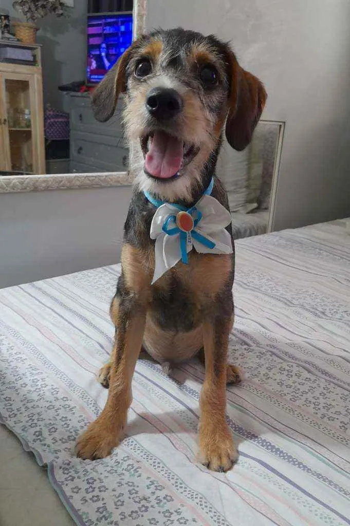 Cachorro ra a Srd idade 2 a 6 meses nome Bruce