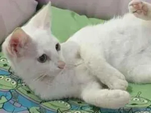 Gato raça Srd idade 2 a 6 meses nome Legolas
