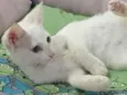 Legolas