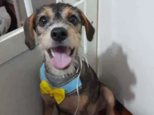 Cachorro raça Srd idade 2 a 6 meses nome Bruce