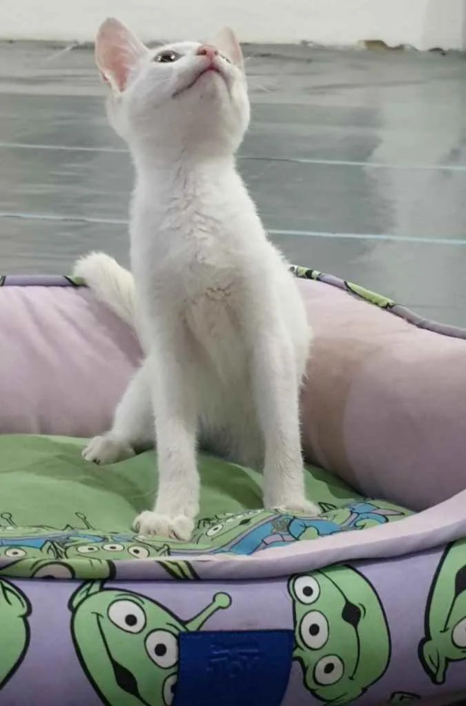 Gato raça Srd idade 2 a 6 meses nome Legolas