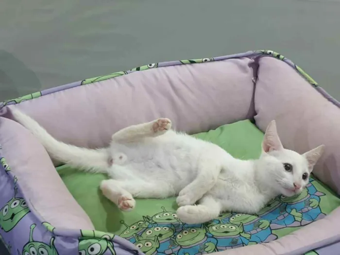 Gato raça Srd idade 2 a 6 meses nome Legolas