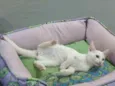 Legolas