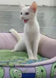 Legolas