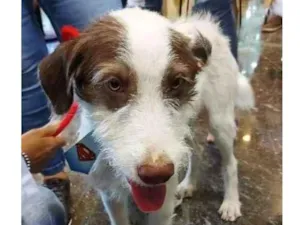 Cachorro raça SRD idade 2 a 6 meses nome Cleiton 