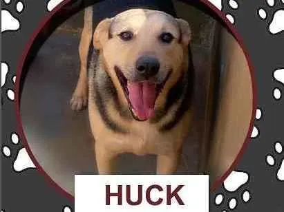 Cachorro ra a SRD idade 5 anos nome Hulk