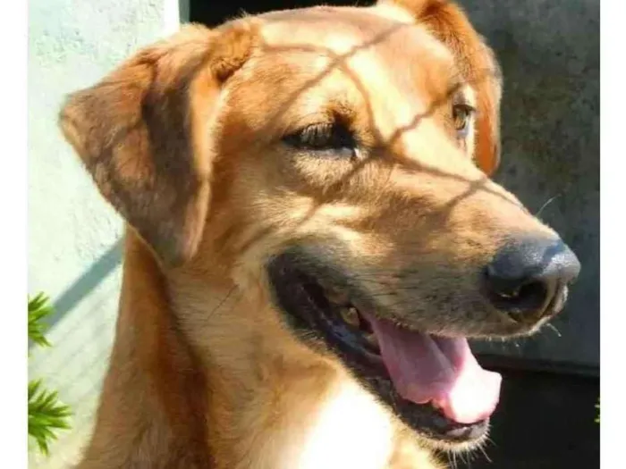 Cachorro ra a Srd idade 5 anos nome Loiro