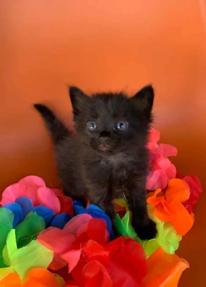 Gato ra a SRD idade Abaixo de 2 meses nome PINHÃO