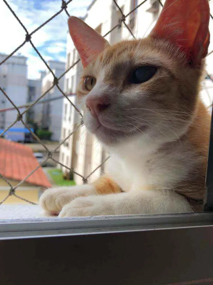 Gato ra a s/ raça idade 1 ano nome Amarelinho