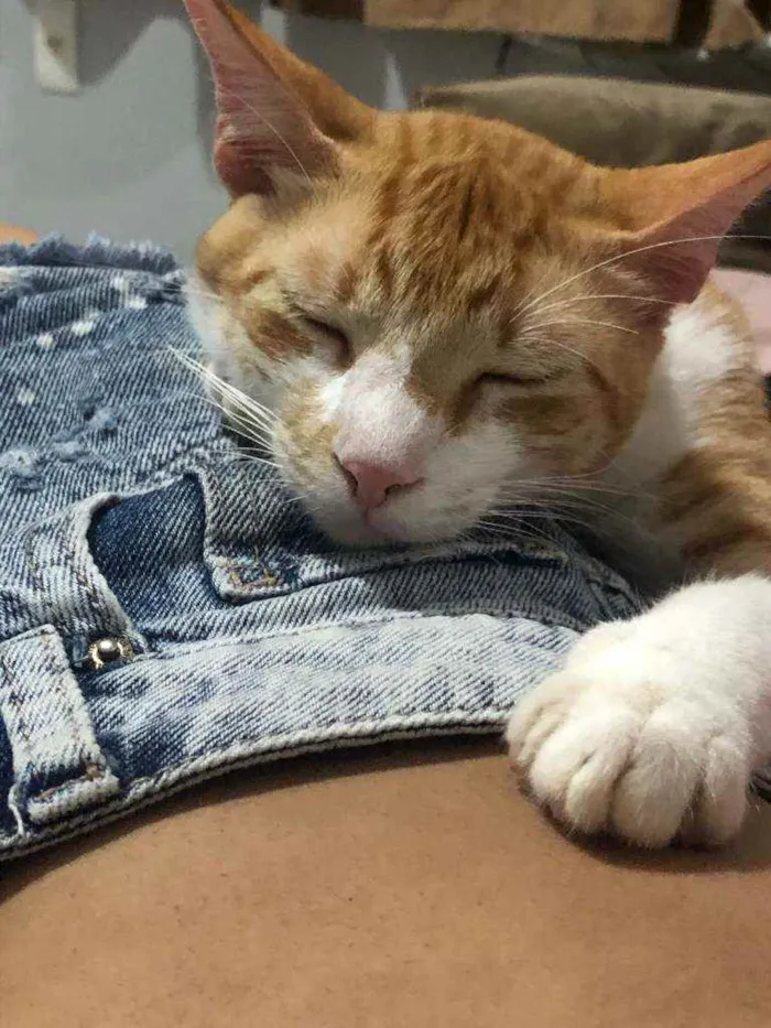 Gato ra a s/ raça idade 1 ano nome Amarelinho