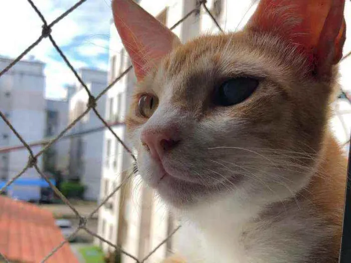 Gato ra a s/ raça idade 1 ano nome Amarelinho