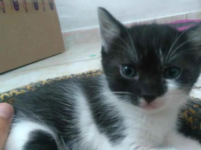 Gato raça SRD idade 2 a 6 meses nome Amenadiel Morningsta