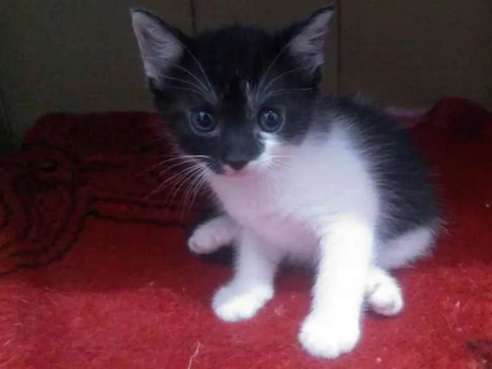 Gato raça SRD idade 2 a 6 meses nome Amenadiel Morningsta