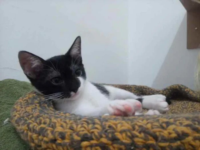 Gato raça SRD idade 2 a 6 meses nome Amenadiel Morningsta