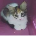 Loris