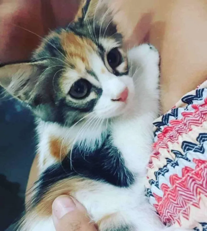 Gato ra a SRD idade 2 a 6 meses nome Loris