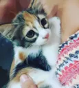 Loris