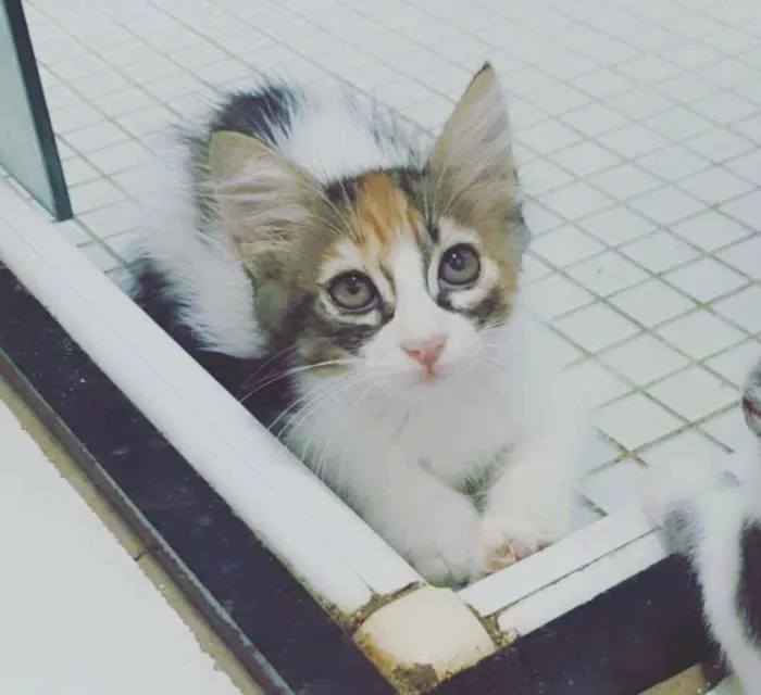 Gato ra a SRD idade 2 a 6 meses nome Loris