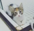 Loris
