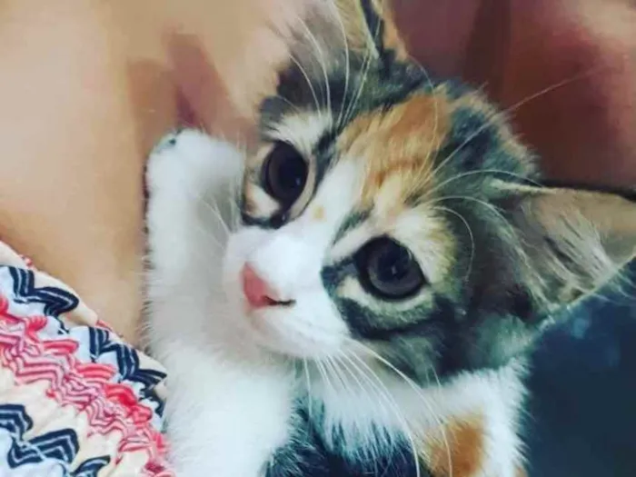 Gato ra a SRD idade 2 a 6 meses nome Loris