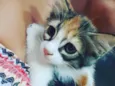 Loris