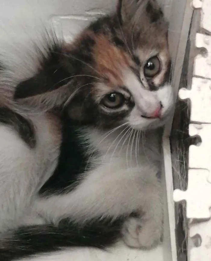 Gato ra a SRD idade 2 a 6 meses nome Loris