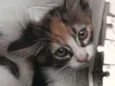 Loris