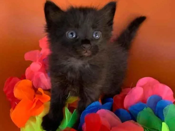 Gato ra a SRD idade Abaixo de 2 meses nome PINHÃO