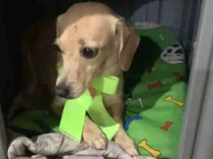 Cachorro raça Vira-lata  idade 6 ou mais anos nome Branquinha 