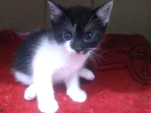 Gato raça SRD idade 2 a 6 meses nome Amenadiel Morningsta