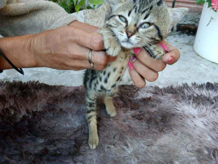 Gato ra a indefinida idade 2 a 6 meses nome Sem nome
