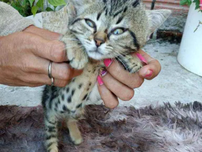 Gato ra a indefinida idade 2 a 6 meses nome Sem nome