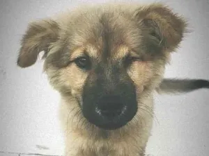 Cachorro raça Sem raça definida idade 7 a 11 meses nome Zeus