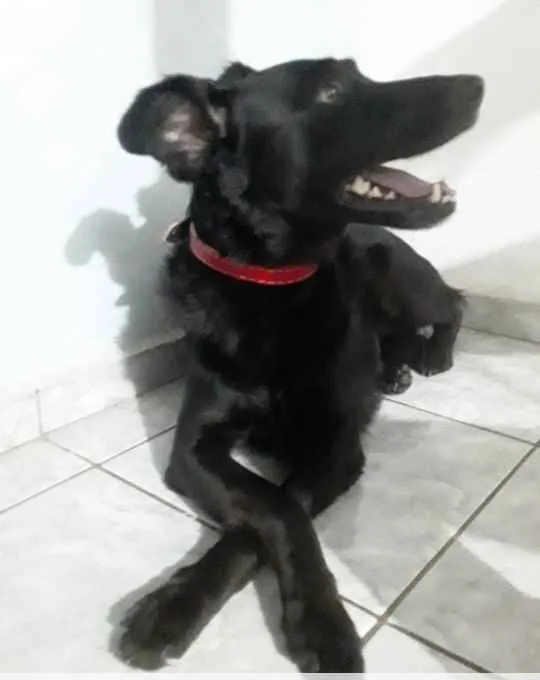 Cachorro raça SRD idade 2 anos nome Juliette (julie)